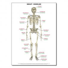 Skeleton Thorax Spine